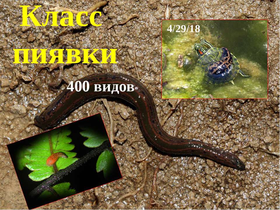 Пиявка - Скачать презентации бесплатно | Читать или скачать учебники для школы онлайн бесплатно ☑ Школьные учебники school-textbook.com