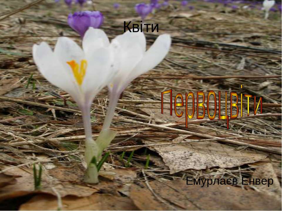 первоцвіти - Скачать презентации бесплатно | Читать или скачать учебники для школы онлайн бесплатно ☑ Школьные учебники school-textbook.com