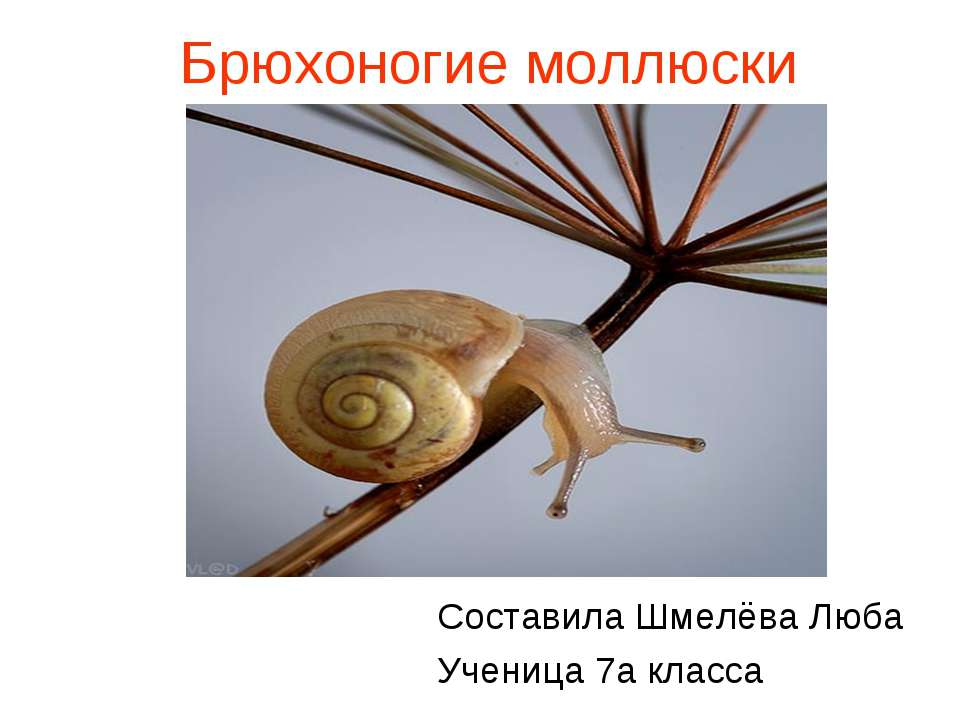 Моллюски2 - Скачать презентации бесплатно | Читать или скачать учебники для школы онлайн бесплатно ☑ Школьные учебники school-textbook.com