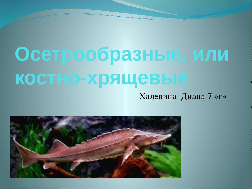 осетрообразные - Скачать презентации бесплатно | Читать или скачать учебники для школы онлайн бесплатно ☑ Школьные учебники school-textbook.com