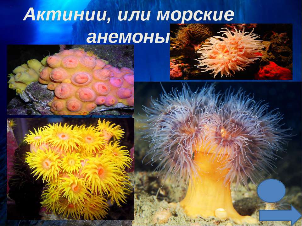 Актинии или морские анемоны - Скачать презентации бесплатно | Читать или скачать учебники для школы онлайн бесплатно ☑ Школьные учебники school-textbook.com
