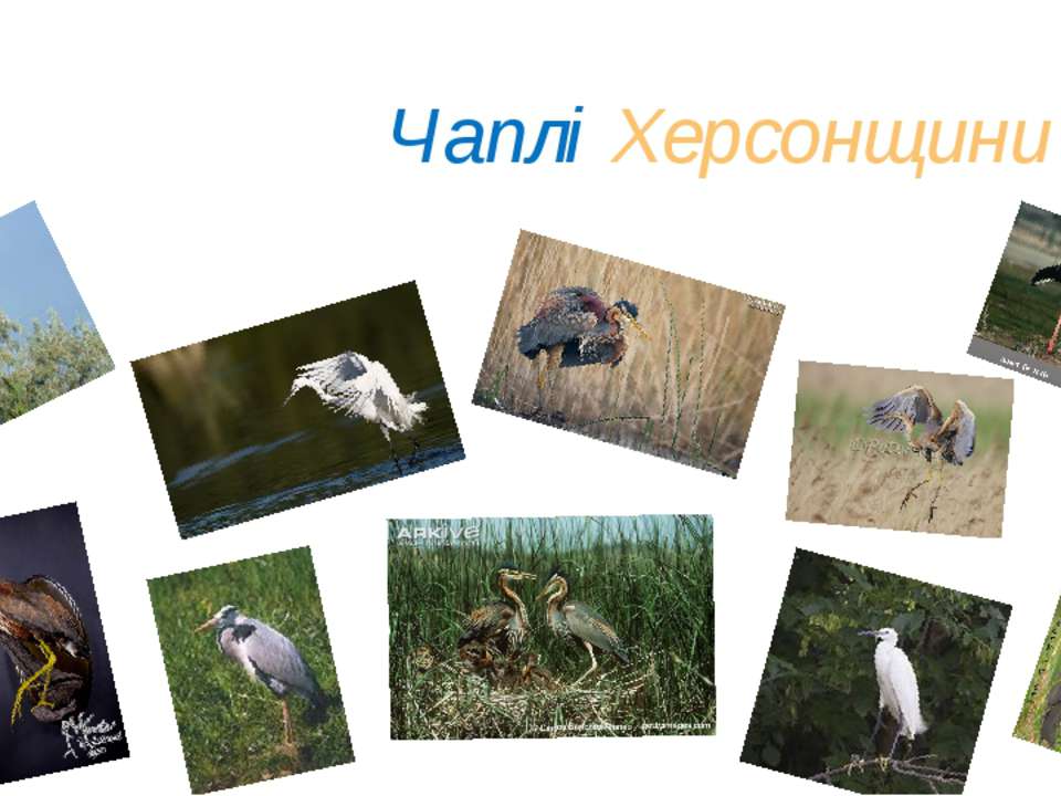 Чайки Украини - Скачать презентации бесплатно | Читать или скачать учебники для школы онлайн бесплатно ☑ Школьные учебники school-textbook.com