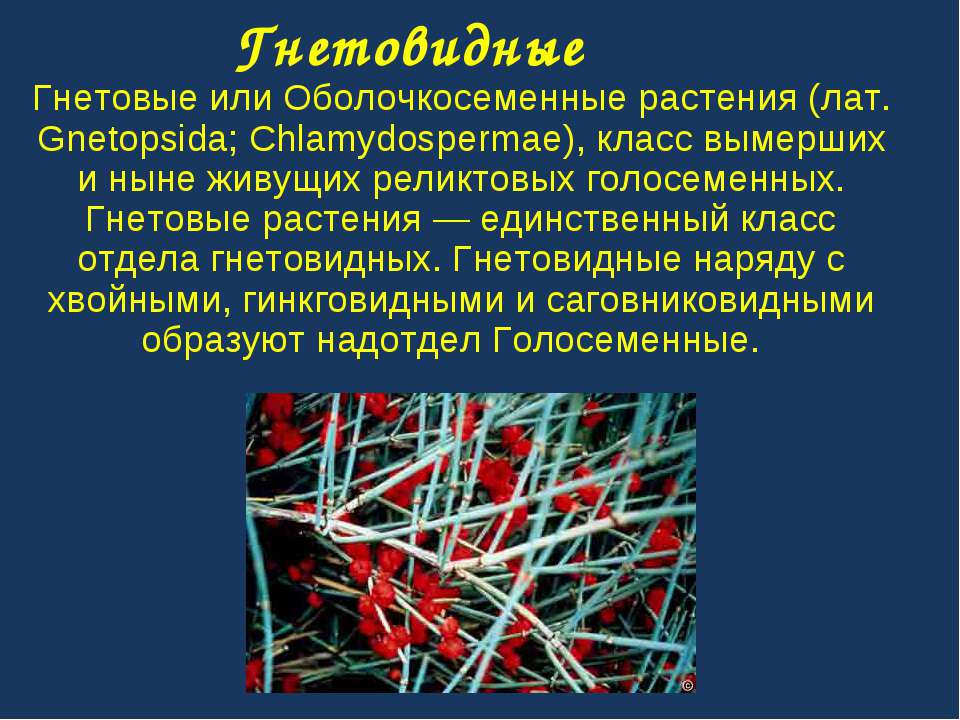 Гнетовидные - Скачать презентации бесплатно | Читать или скачать учебники для школы онлайн бесплатно ☑ Школьные учебники school-textbook.com