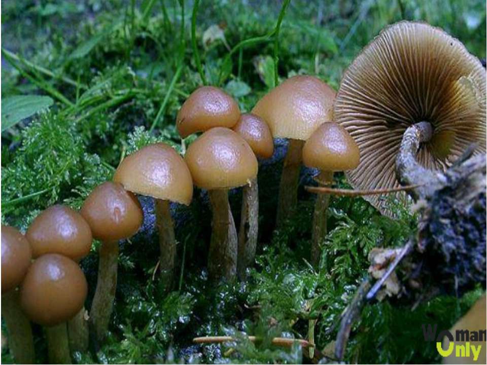 александер невский - Скачать презентации бесплатно | Читать или скачать учебники для школы онлайн бесплатно ☑ Школьные учебники school-textbook.com