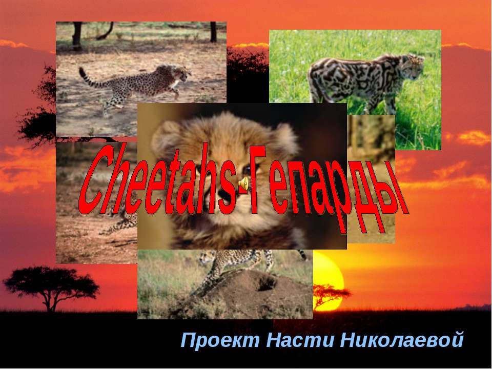 Сheetahs-Гепарды - Скачать презентации бесплатно | Читать или скачать учебники для школы онлайн бесплатно ☑ Школьные учебники school-textbook.com