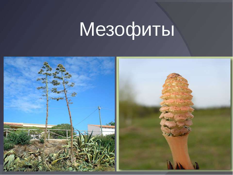 Мезофиты - Скачать презентации бесплатно | Читать или скачать учебники для школы онлайн бесплатно ☑ Школьные учебники school-textbook.com