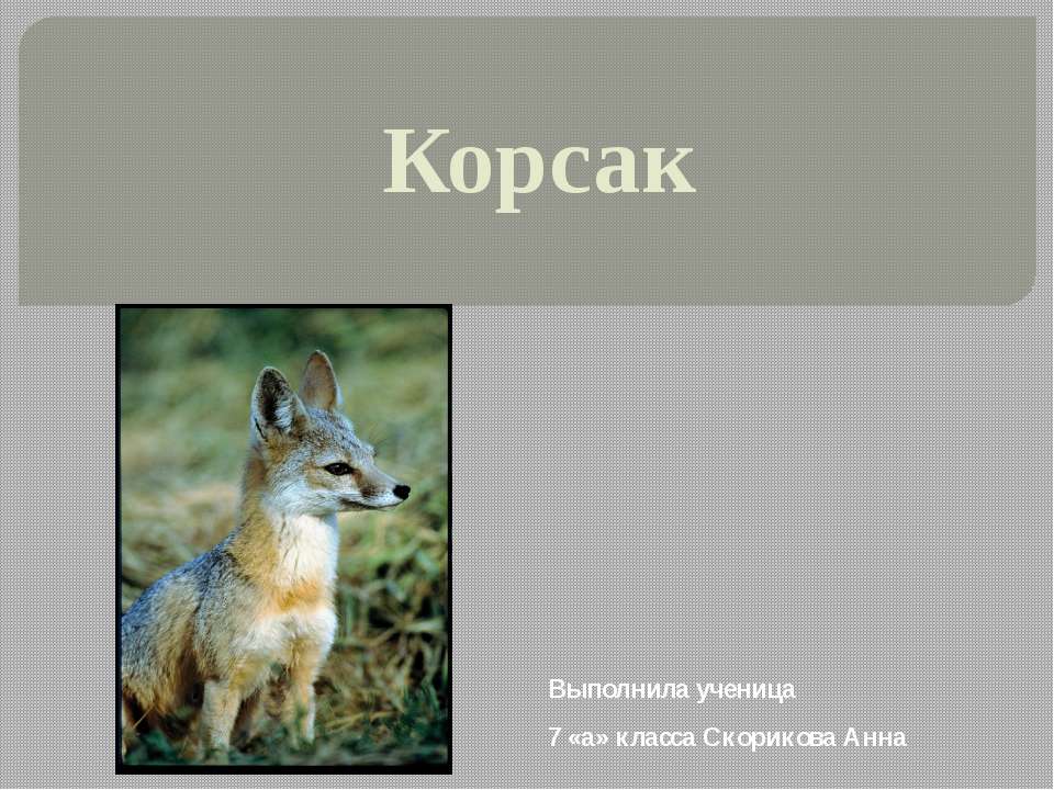 Корсак - Скачать презентации бесплатно | Читать или скачать учебники для школы онлайн бесплатно ☑ Школьные учебники school-textbook.com