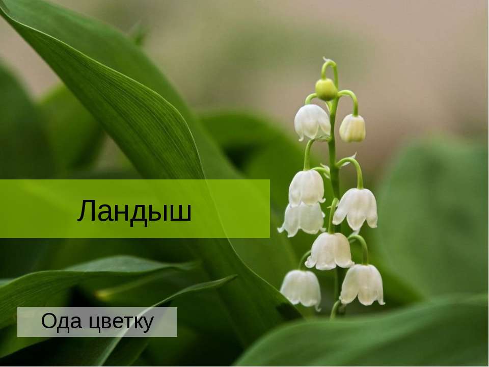 Ландыш - Скачать презентации бесплатно | Читать или скачать учебники для школы онлайн бесплатно ☑ Школьные учебники school-textbook.com