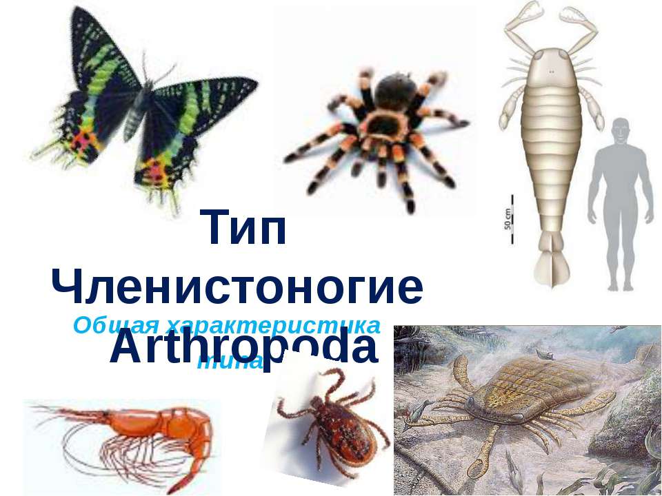 Тип Членистоногие Arthropoda. Общая характеристика типа  - Скачать презентации бесплатно | Читать или скачать учебники для школы онлайн бесплатно ☑ Школьные учебники school-textbook.com