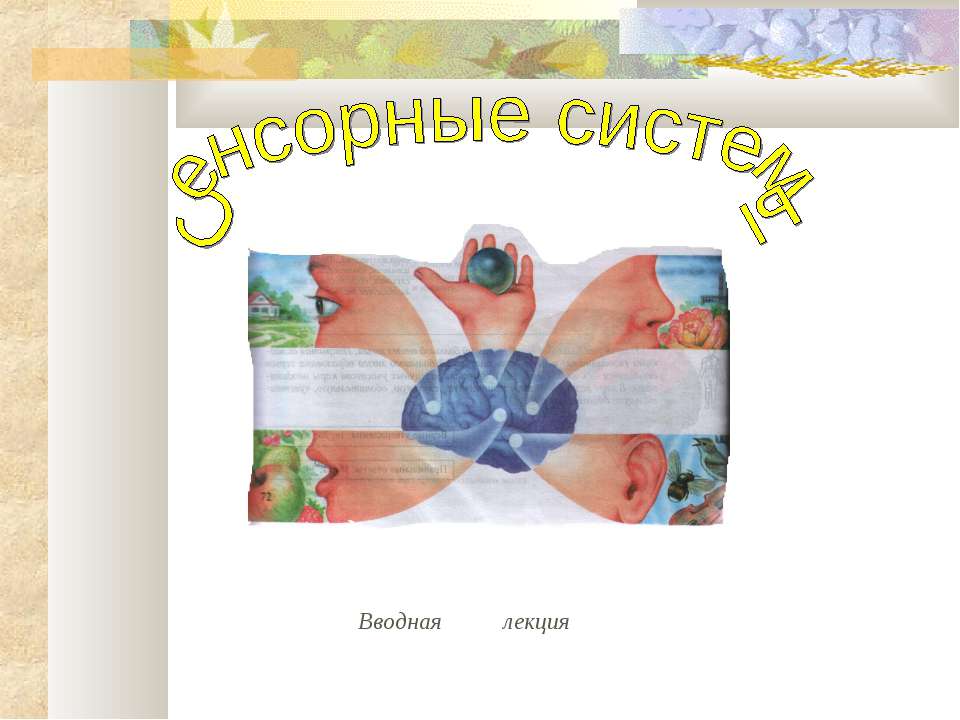 Сенсорные системы  - Скачать презентации бесплатно | Читать или скачать учебники для школы онлайн бесплатно ☑ Школьные учебники school-textbook.com