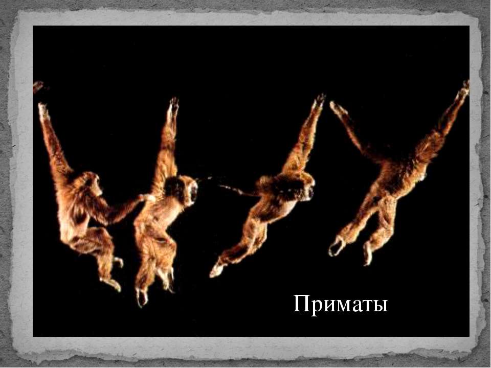 Приматы - Скачать презентации бесплатно | Читать или скачать учебники для школы онлайн бесплатно ☑ Школьные учебники school-textbook.com