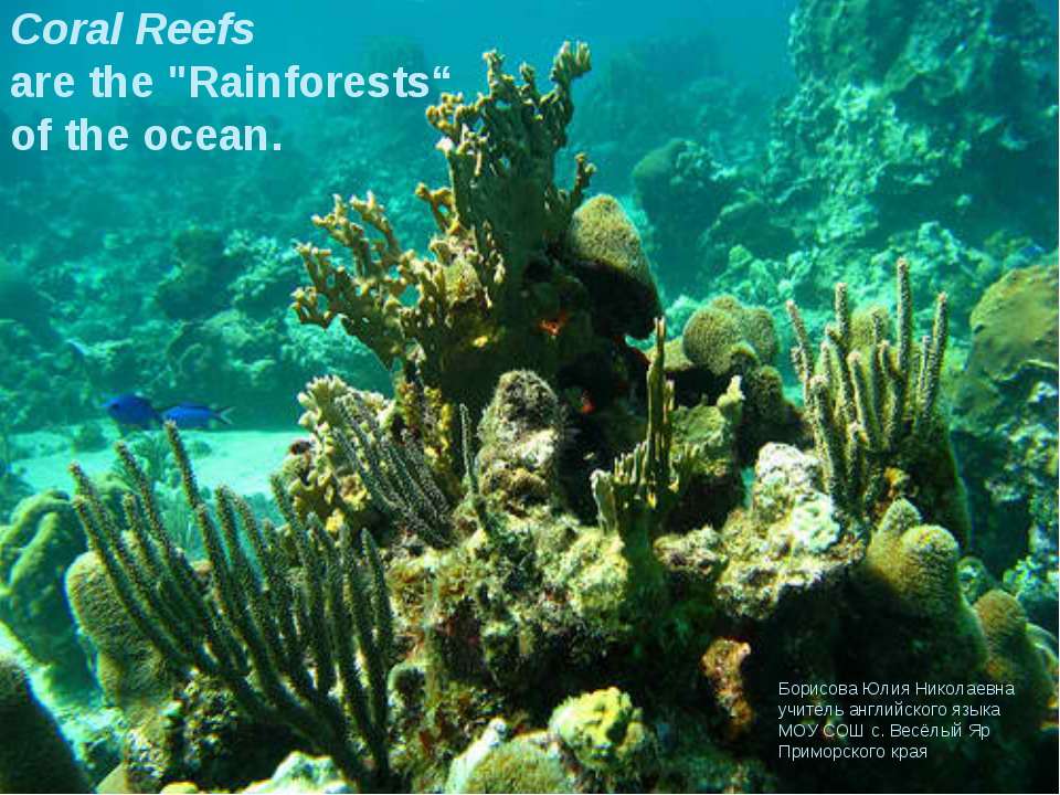 Coral Reefs - Скачать презентации бесплатно | Читать или скачать учебники для школы онлайн бесплатно ☑ Школьные учебники school-textbook.com