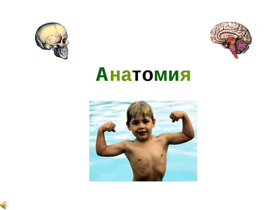 Анатомия - Скачать презентации бесплатно | Читать или скачать учебники для школы онлайн бесплатно ☑ Школьные учебники school-textbook.com