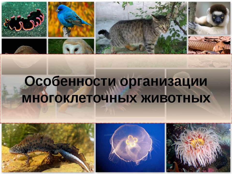 Особенности организации многоклеточных животных  - Скачать презентации бесплатно | Читать или скачать учебники для школы онлайн бесплатно ☑ Школьные учебники school-textbook.com