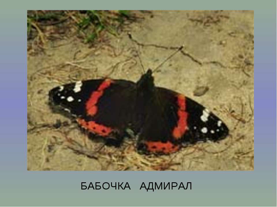 Энтомология и русский язык - Скачать презентации бесплатно | Читать или скачать учебники для школы онлайн бесплатно ☑ Школьные учебники school-textbook.com