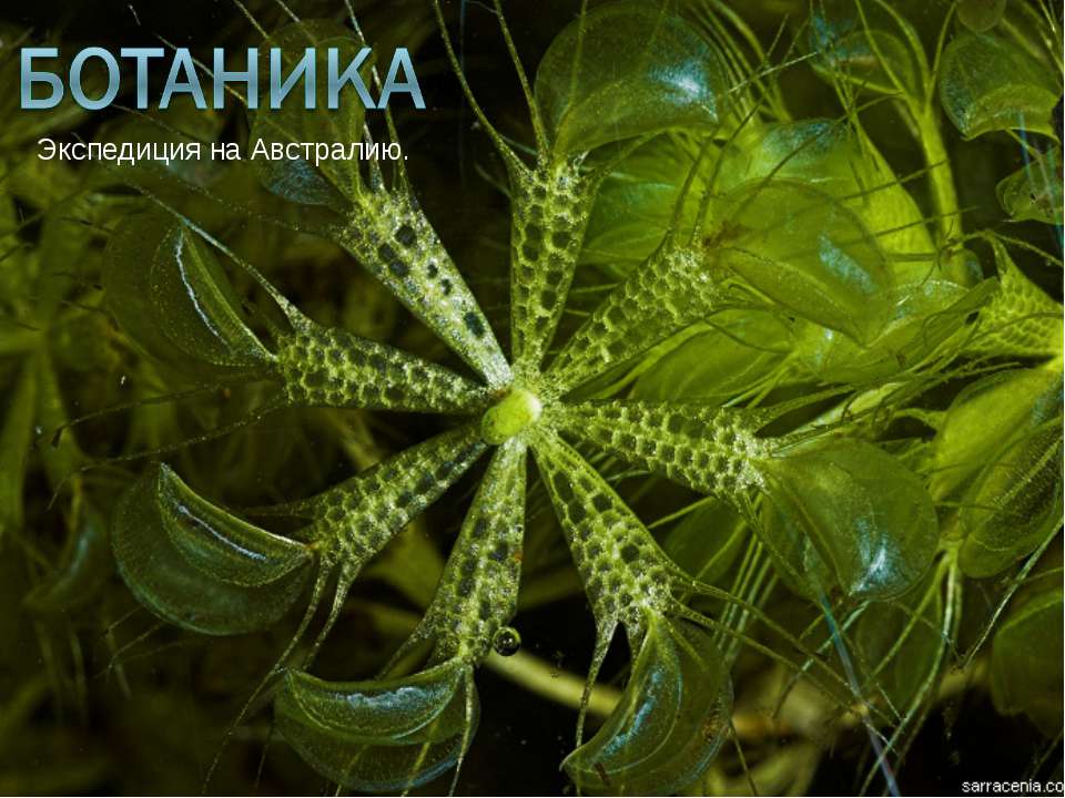 Ботаника - Скачать презентации бесплатно | Читать или скачать учебники для школы онлайн бесплатно ☑ Школьные учебники school-textbook.com