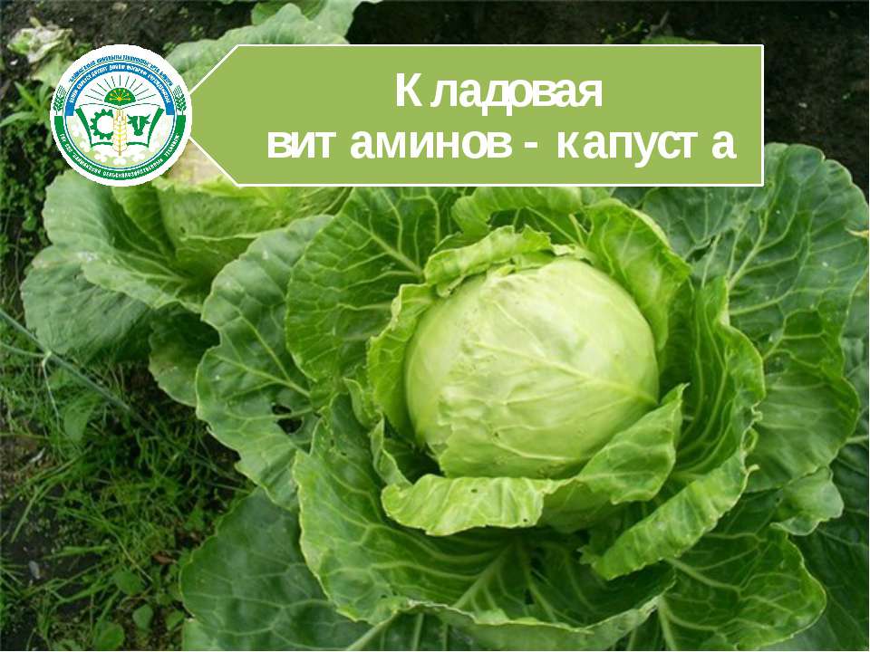 Кладовая витаминов - капуста - Скачать презентации бесплатно | Читать или скачать учебники для школы онлайн бесплатно ☑ Школьные учебники school-textbook.com