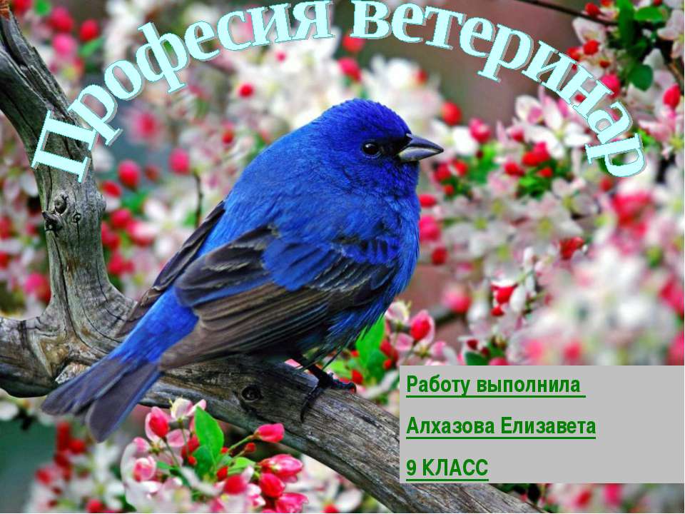 Професия ветеринар - Скачать презентации бесплатно | Читать или скачать учебники для школы онлайн бесплатно ☑ Школьные учебники school-textbook.com