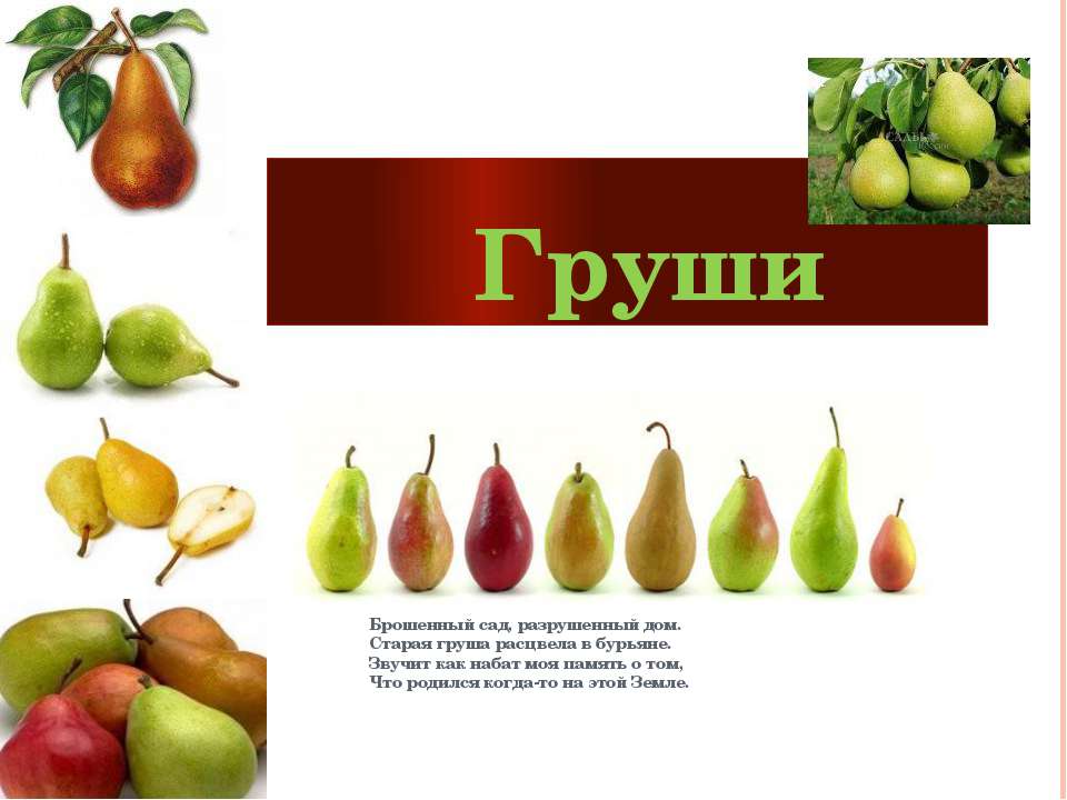 Груши - Скачать презентации бесплатно | Читать или скачать учебники для школы онлайн бесплатно ☑ Школьные учебники school-textbook.com