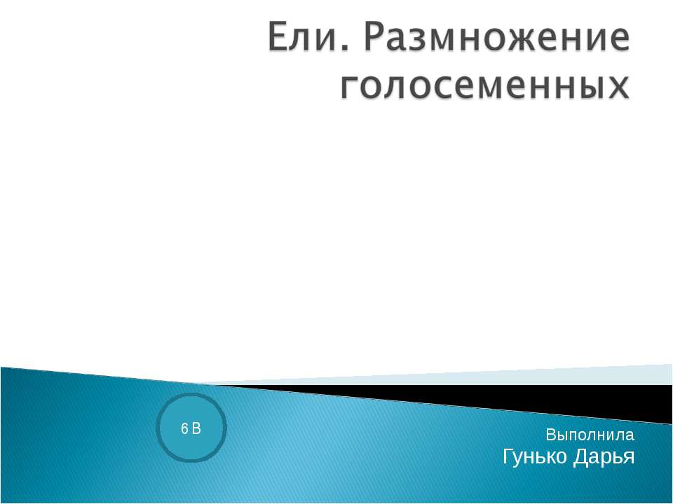Ели. Размножение голосеменных - Скачать презентации бесплатно | Читать или скачать учебники для школы онлайн бесплатно ☑ Школьные учебники school-textbook.com