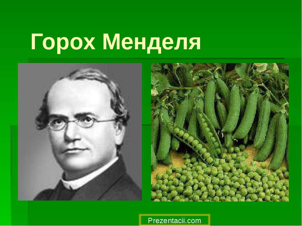 Горох Менделя  - Скачать презентации бесплатно | Читать или скачать учебники для школы онлайн бесплатно ☑ Школьные учебники school-textbook.com