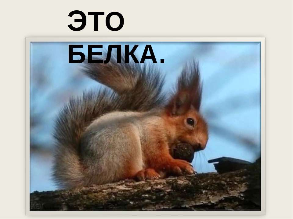 Это белка  - Скачать презентации бесплатно | Читать или скачать учебники для школы онлайн бесплатно ☑ Школьные учебники school-textbook.com