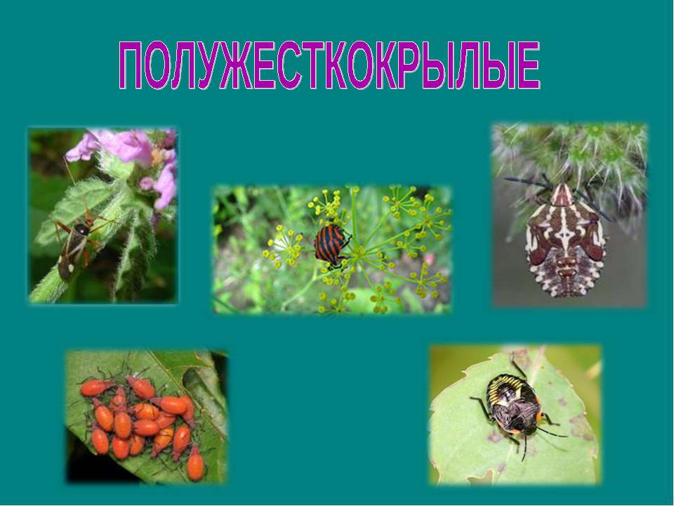 Полужесткокрылые - Скачать презентации бесплатно | Читать или скачать учебники для школы онлайн бесплатно ☑ Школьные учебники school-textbook.com