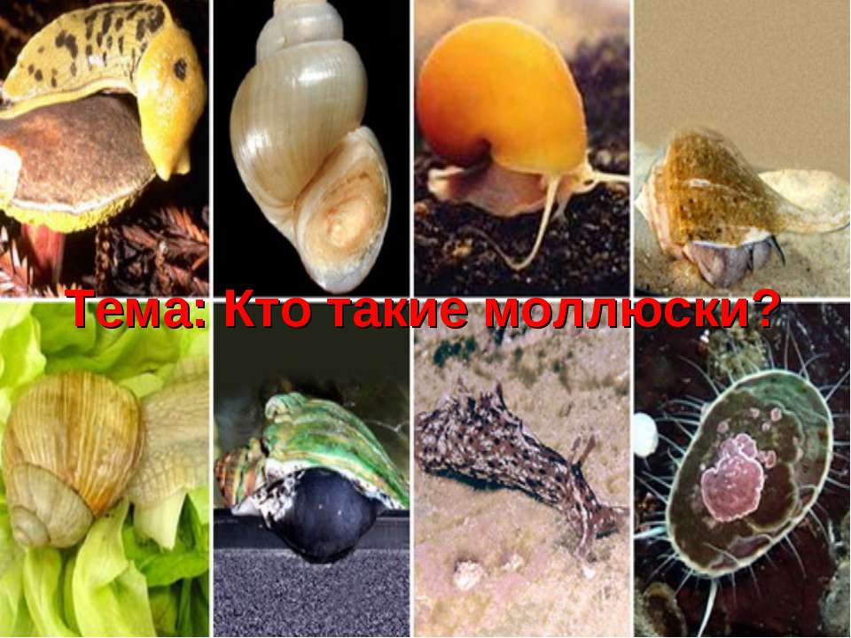 Кто такие моллюски?  - Скачать презентации бесплатно | Читать или скачать учебники для школы онлайн бесплатно ☑ Школьные учебники school-textbook.com