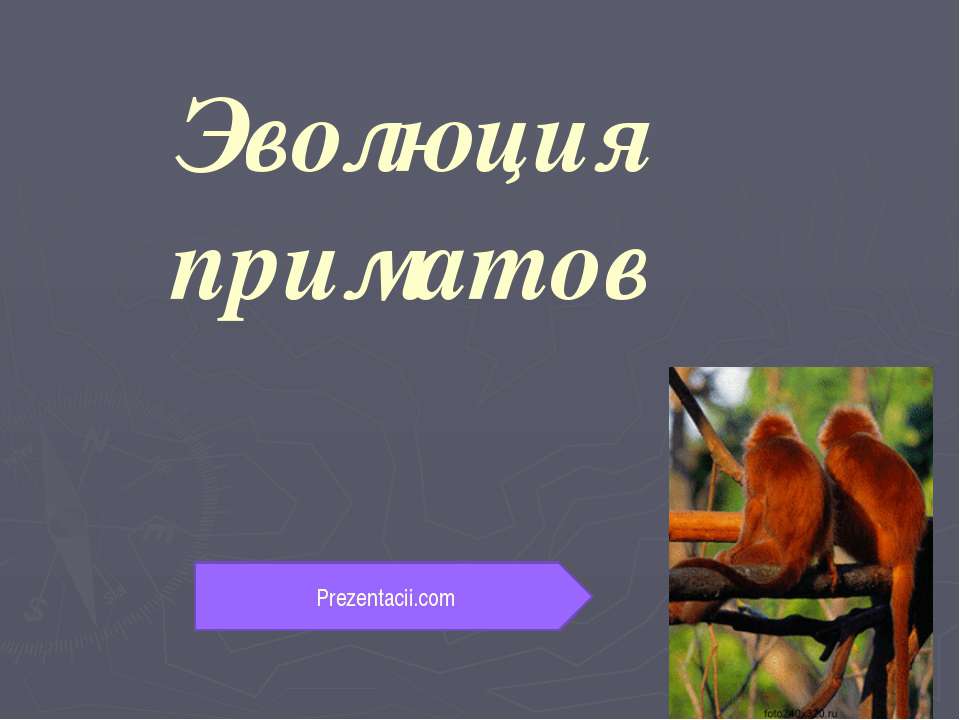 Эволюция приматов  - Скачать презентации бесплатно | Читать или скачать учебники для школы онлайн бесплатно ☑ Школьные учебники school-textbook.com