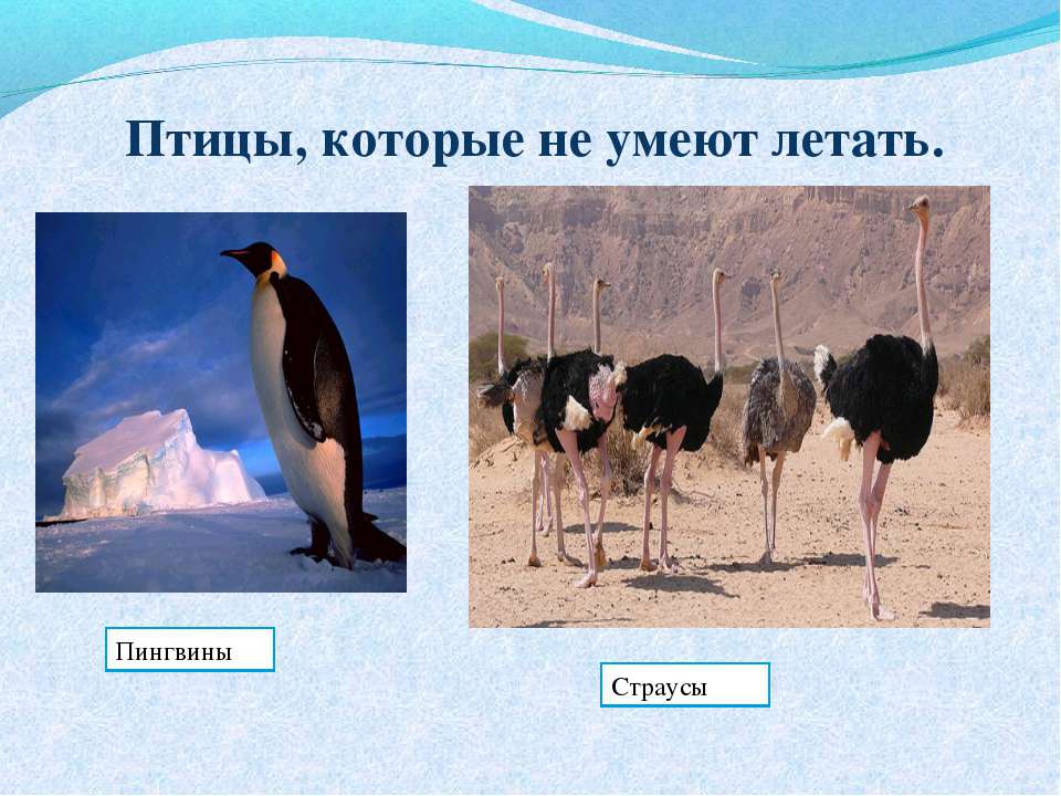 Птицы, которые не умеют летать - Скачать презентации бесплатно | Читать или скачать учебники для школы онлайн бесплатно ☑ Школьные учебники school-textbook.com