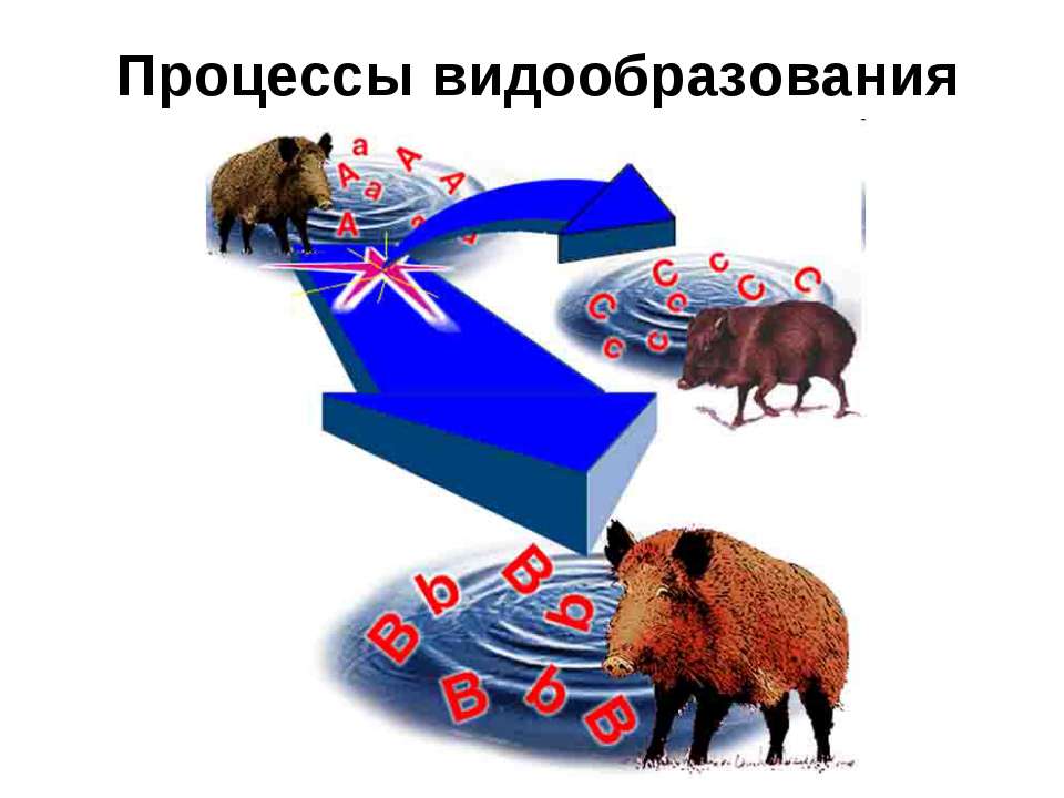 Процессы видообразования - Скачать презентации бесплатно | Читать или скачать учебники для школы онлайн бесплатно ☑ Школьные учебники school-textbook.com