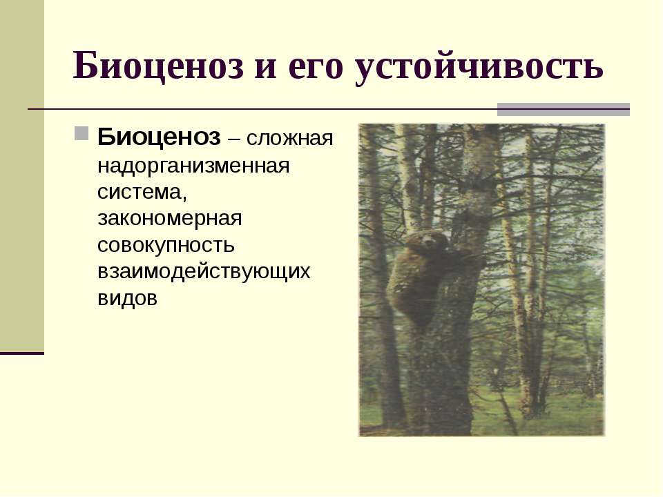 Биоценоз и его устойчивость  - Скачать презентации бесплатно | Читать или скачать учебники для школы онлайн бесплатно ☑ Школьные учебники school-textbook.com