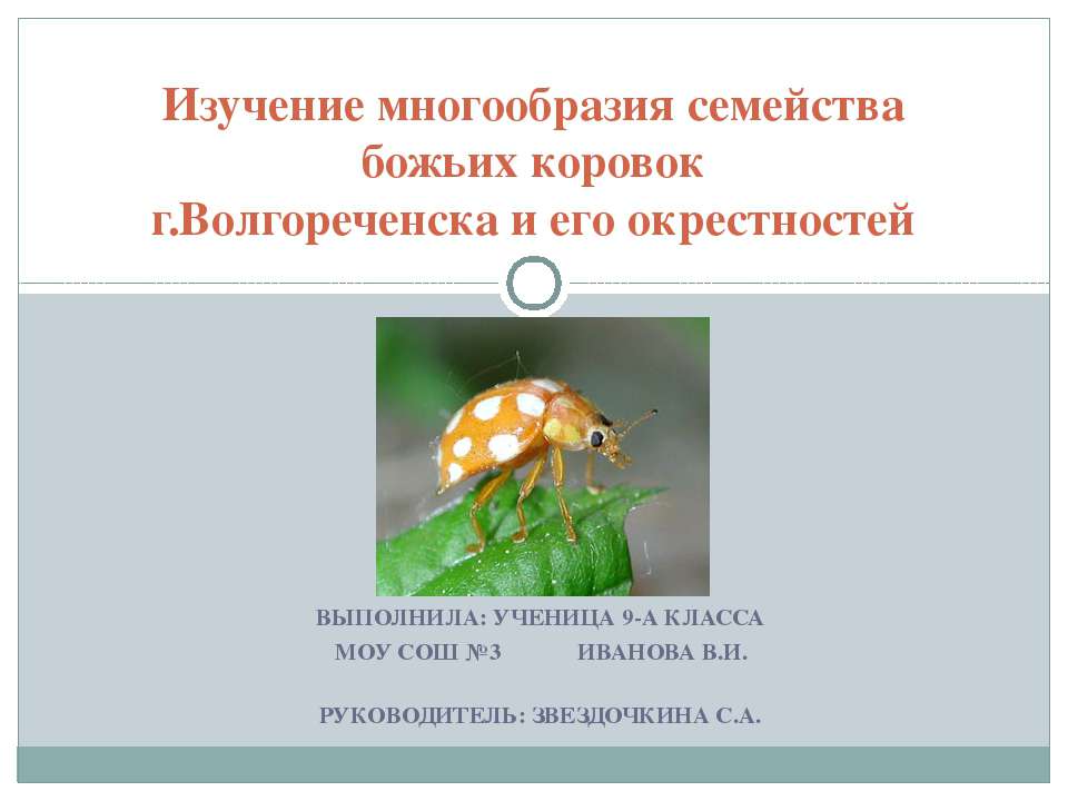 Изучение многообразия семейства божьих коровок г.Волгореченска и его окрестностей  - Скачать презентации бесплатно | Читать или скачать учебники для школы онлайн бесплатно ☑ Школьные учебники school-textbook.com