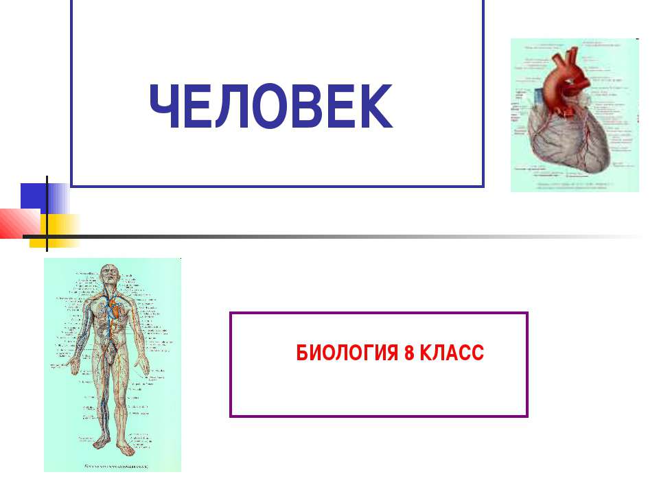 Человек (8 класс)  - Скачать презентации бесплатно | Читать или скачать учебники для школы онлайн бесплатно ☑ Школьные учебники school-textbook.com