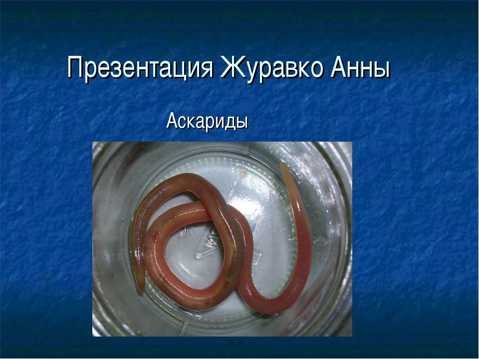 Аскариды - Скачать презентации бесплатно | Читать или скачать учебники для школы онлайн бесплатно ☑ Школьные учебники school-textbook.com