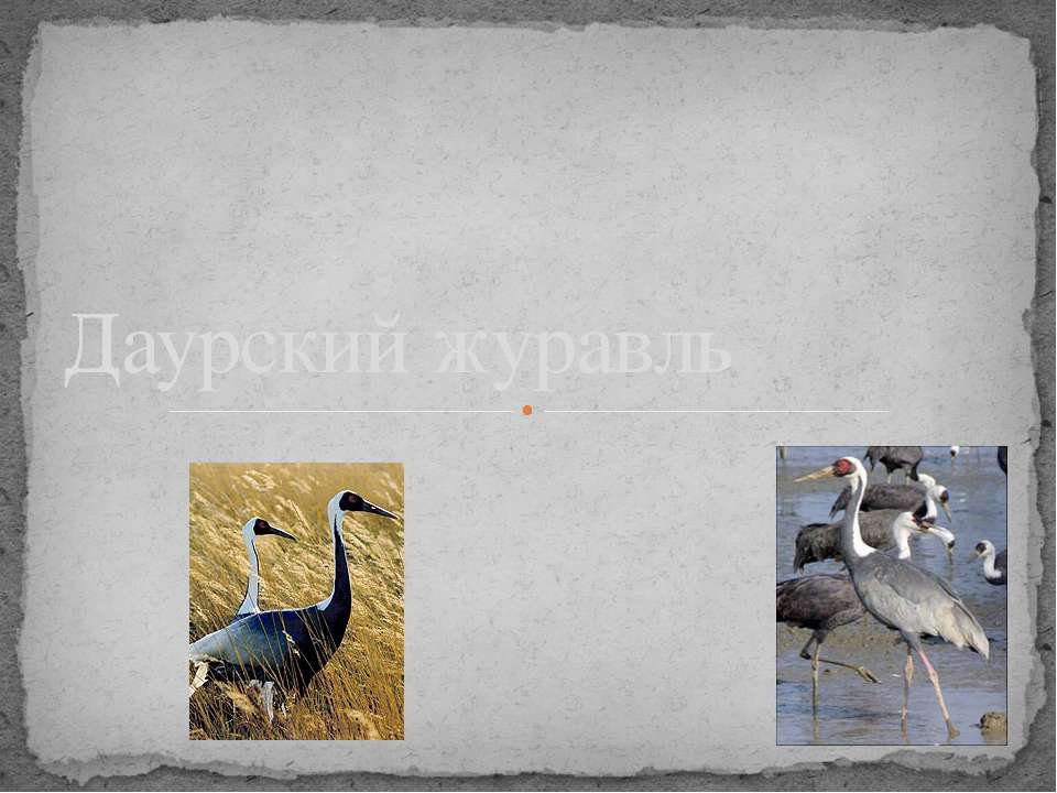Даурский журавль  - Скачать презентации бесплатно | Читать или скачать учебники для школы онлайн бесплатно ☑ Школьные учебники school-textbook.com