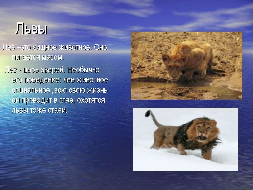 Львы  - Скачать презентации бесплатно | Читать или скачать учебники для школы онлайн бесплатно ☑ Школьные учебники school-textbook.com
