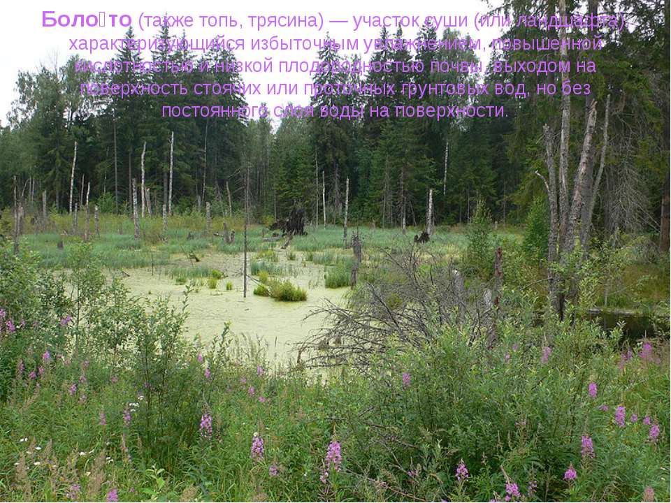 Образование болот  - Скачать презентации бесплатно | Читать или скачать учебники для школы онлайн бесплатно ☑ Школьные учебники school-textbook.com