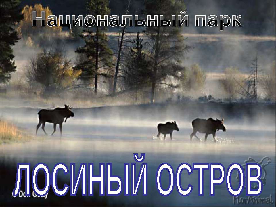 Лосиный остров - Скачать презентации бесплатно | Читать или скачать учебники для школы онлайн бесплатно ☑ Школьные учебники school-textbook.com