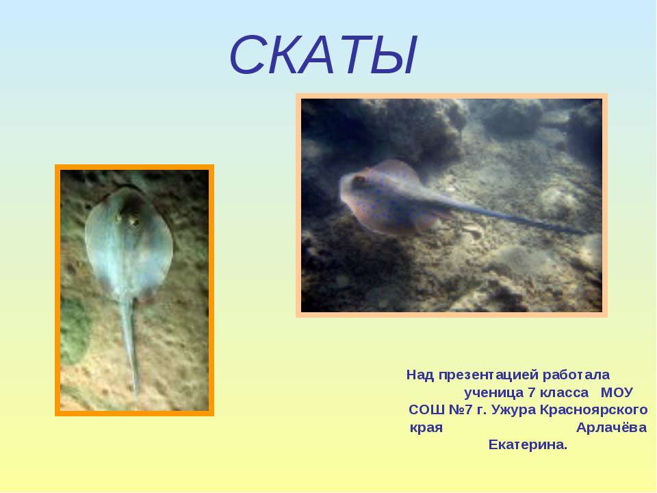 Скаты  - Скачать презентации бесплатно | Читать или скачать учебники для школы онлайн бесплатно ☑ Школьные учебники school-textbook.com
