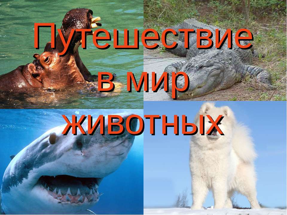 Путешествие в мир животных - Скачать презентации бесплатно | Читать или скачать учебники для школы онлайн бесплатно ☑ Школьные учебники school-textbook.com