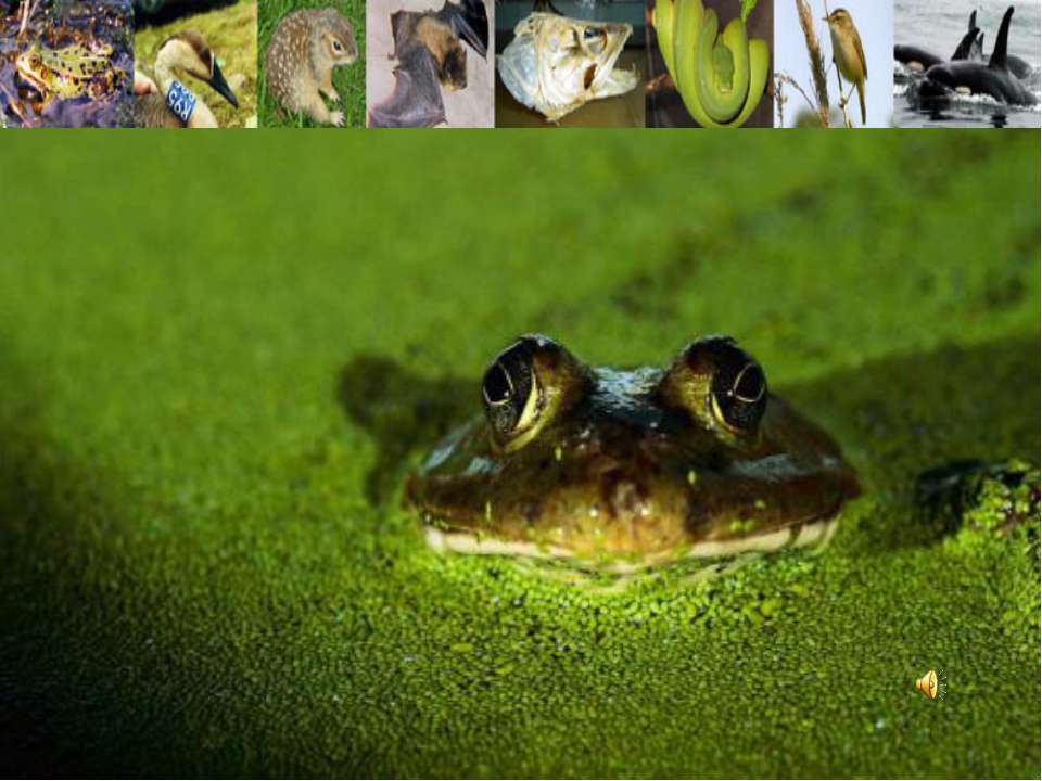 Особенности жизнедеятельности лягушки  - Скачать презентации бесплатно | Читать или скачать учебники для школы онлайн бесплатно ☑ Школьные учебники school-textbook.com