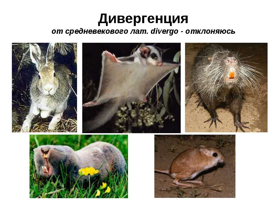 Дивергенция - Скачать презентации бесплатно | Читать или скачать учебники для школы онлайн бесплатно ☑ Школьные учебники school-textbook.com