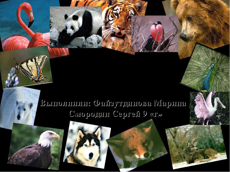 На грани вымирания - Скачать презентации бесплатно | Читать или скачать учебники для школы онлайн бесплатно ☑ Школьные учебники school-textbook.com