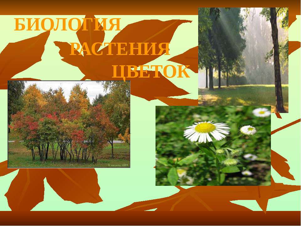 Биология. Растения. Цветок - Скачать презентации бесплатно | Читать или скачать учебники для школы онлайн бесплатно ☑ Школьные учебники school-textbook.com