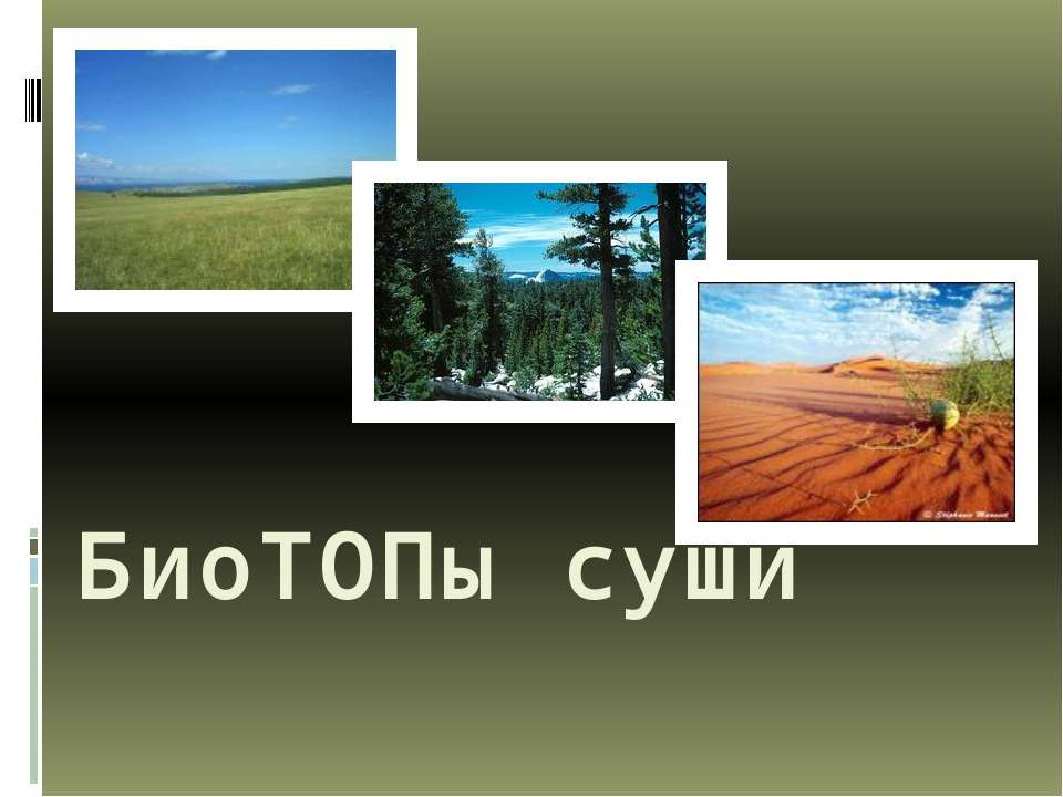 Биотопы суши - Скачать презентации бесплатно | Читать или скачать учебники для школы онлайн бесплатно ☑ Школьные учебники school-textbook.com