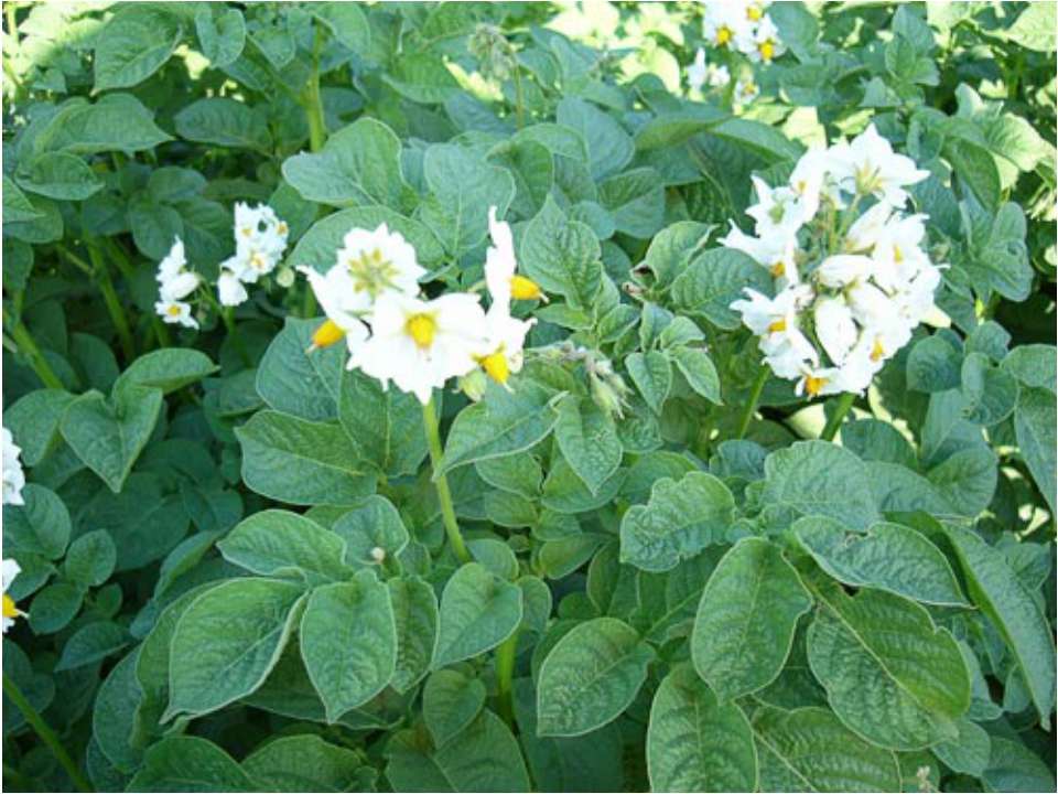 Картофель - Скачать презентации бесплатно | Читать или скачать учебники для школы онлайн бесплатно ☑ Школьные учебники school-textbook.com