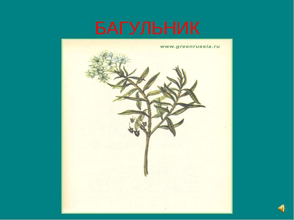 Багульник - Скачать презентации бесплатно | Читать или скачать учебники для школы онлайн бесплатно ☑ Школьные учебники school-textbook.com