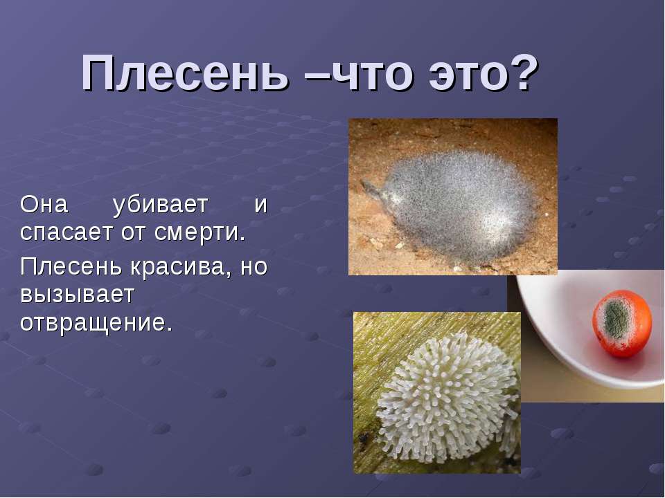 плесень  - Скачать презентации бесплатно | Читать или скачать учебники для школы онлайн бесплатно ☑ Школьные учебники school-textbook.com