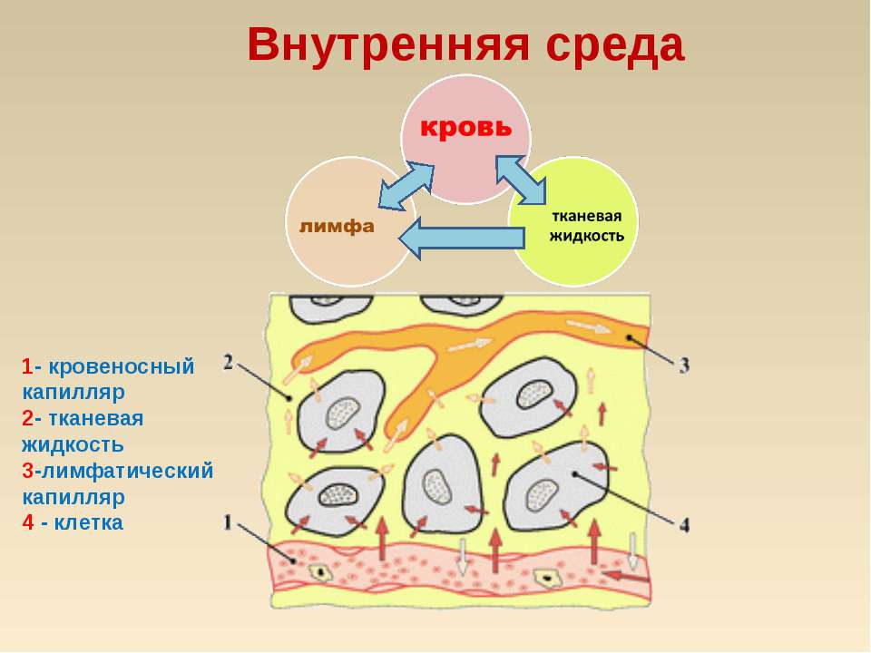 Кровь: состав и значение - Скачать презентации бесплатно | Читать или скачать учебники для школы онлайн бесплатно ☑ Школьные учебники school-textbook.com